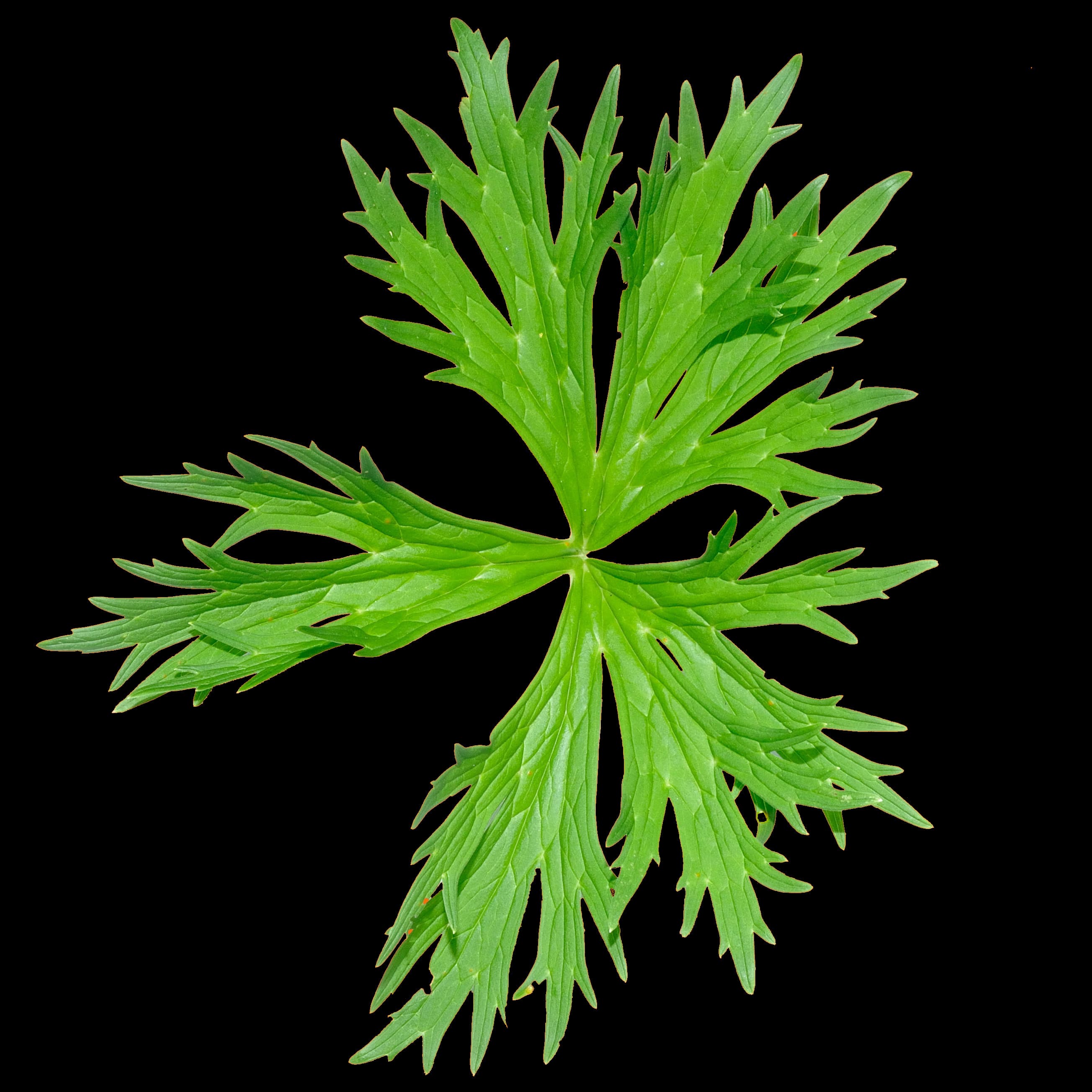 MUSICAL MORPHOLOGY- LEAF