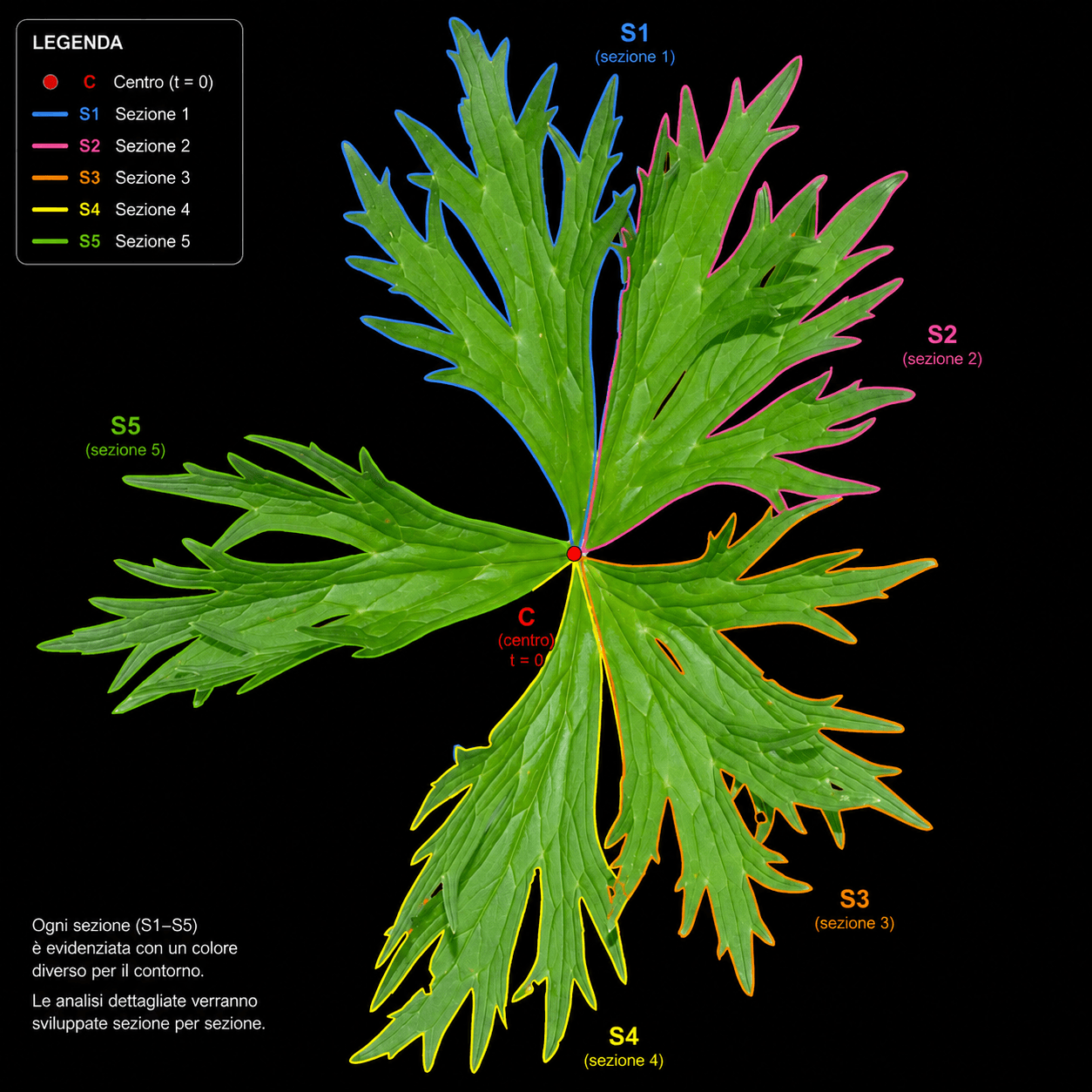 MUSICAL MORPHOLOGY- LEAF 1