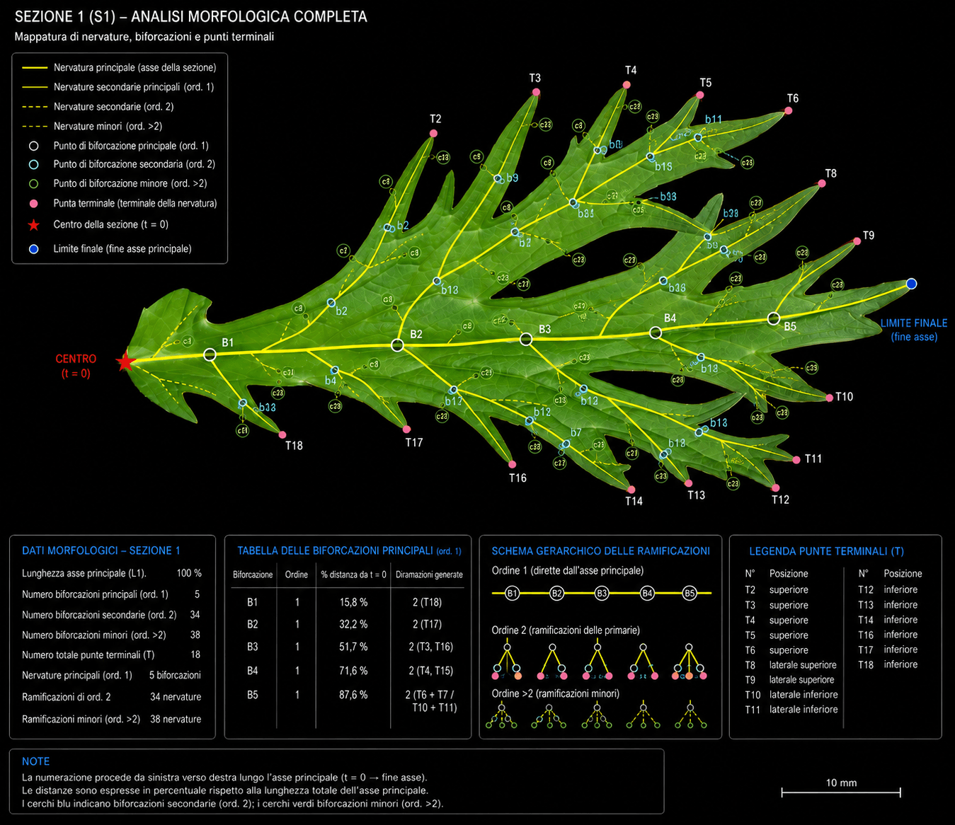 MUSICAL MORPHOLOGY- LEAF 2