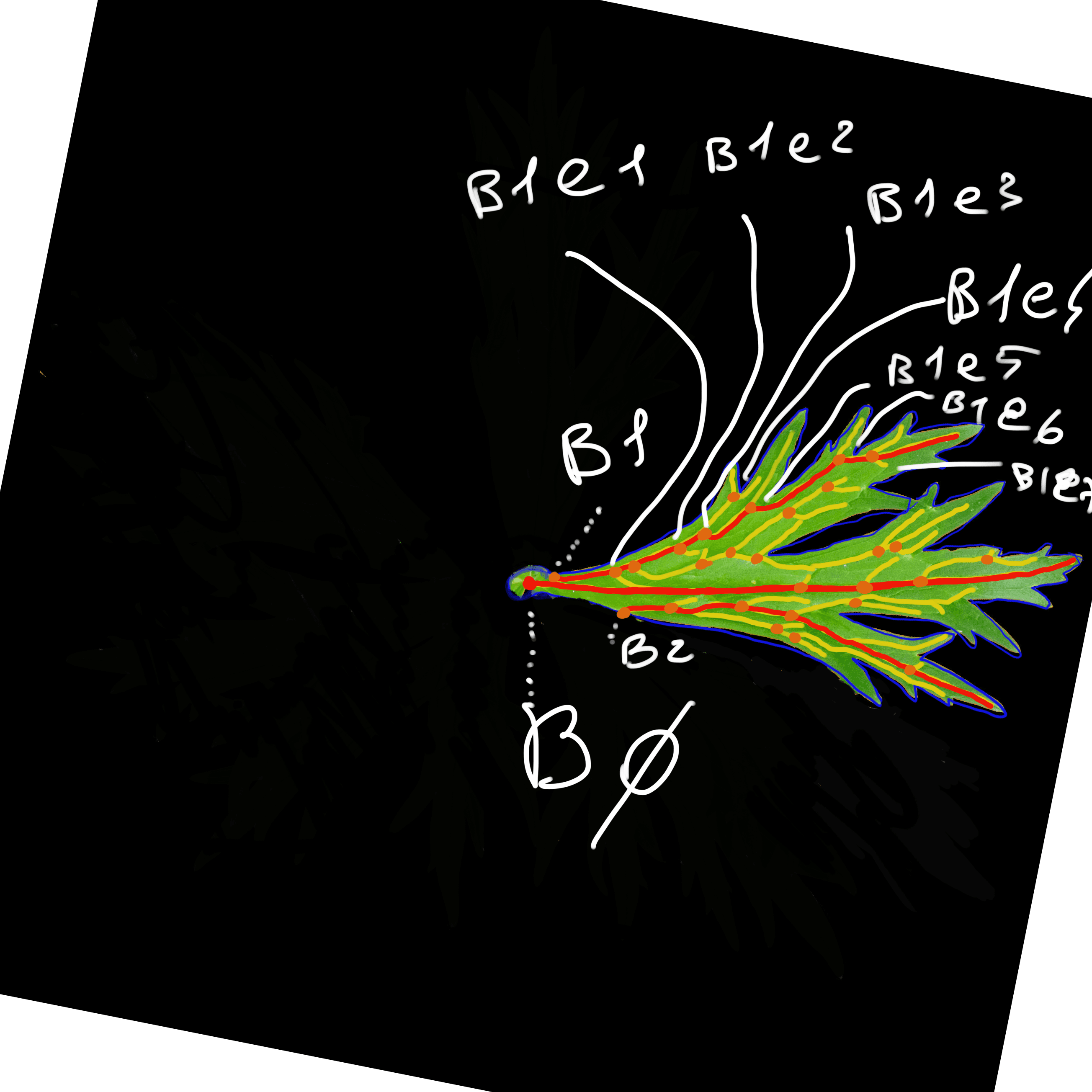 MUSICAL MORPHOLOGY- LEAF 3