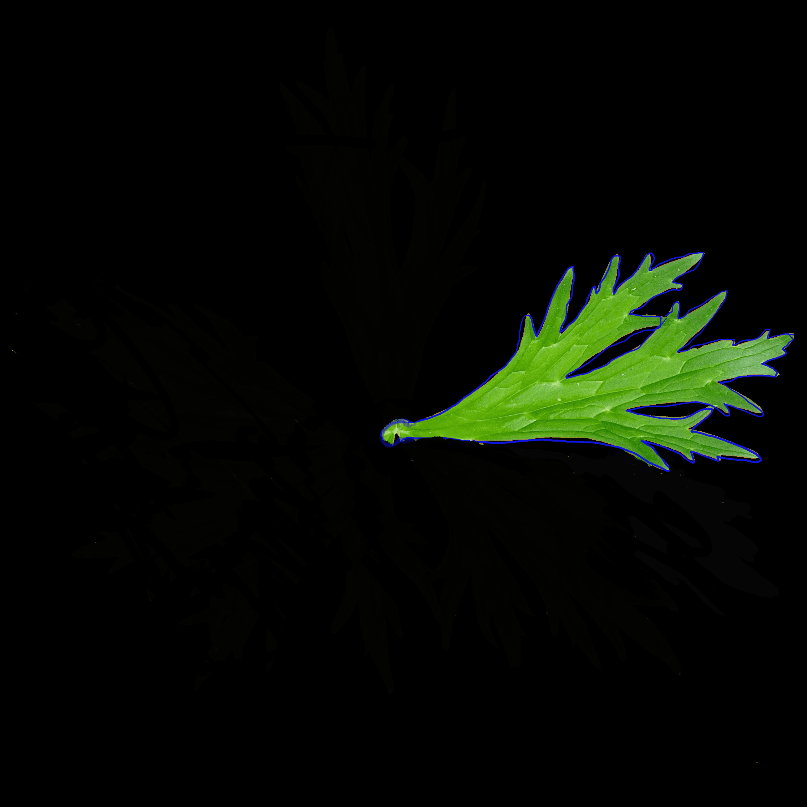 MUSICAL MORPHOLOGY- LEAF 4