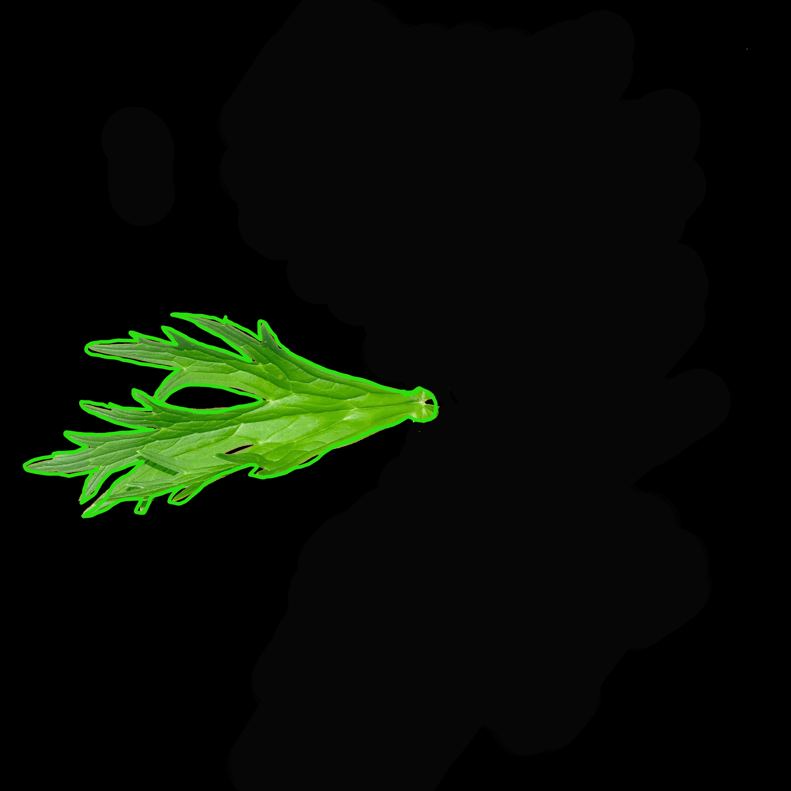 MUSICAL MORPHOLOGY- LEAF 5
