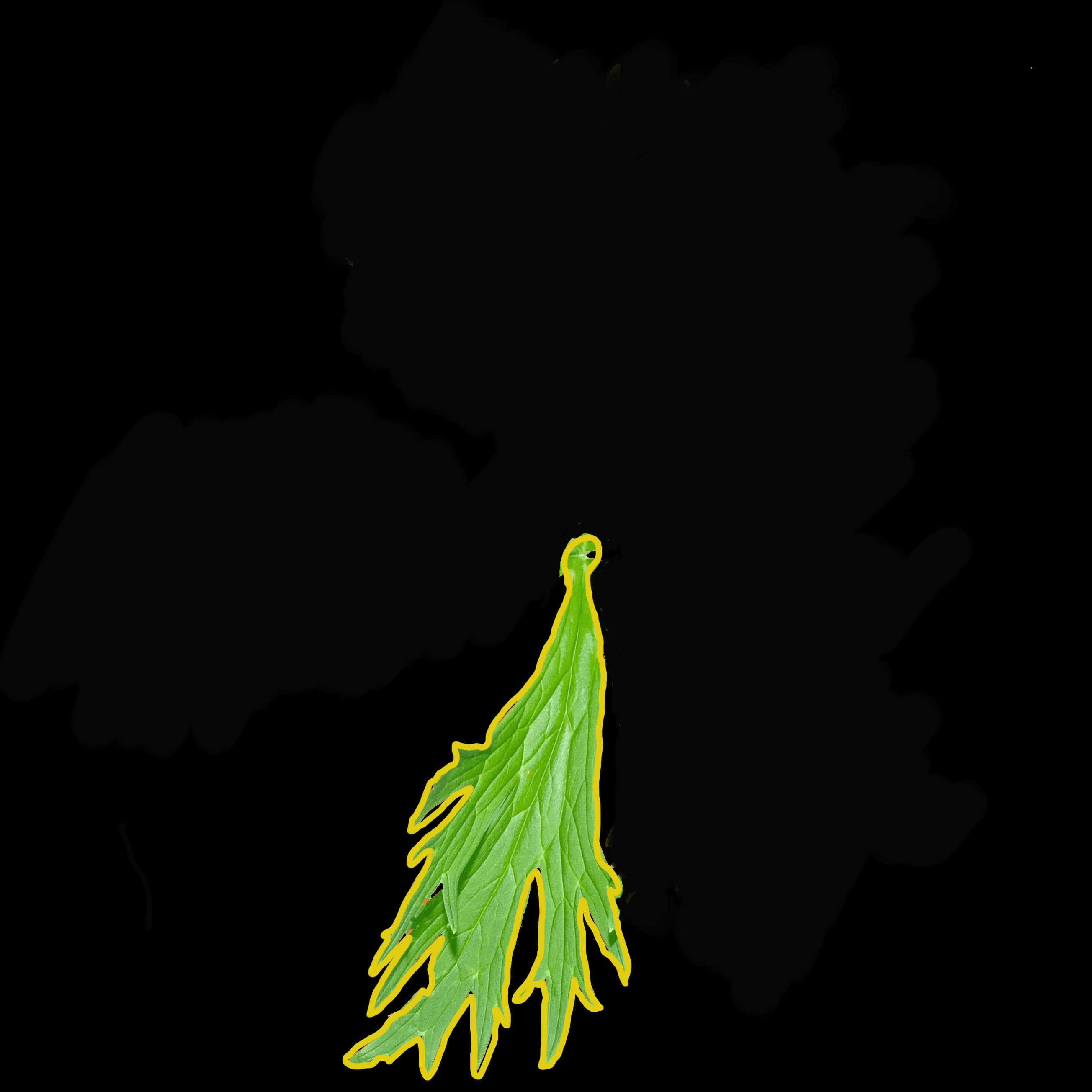 MUSICAL MORPHOLOGY- LEAF 6