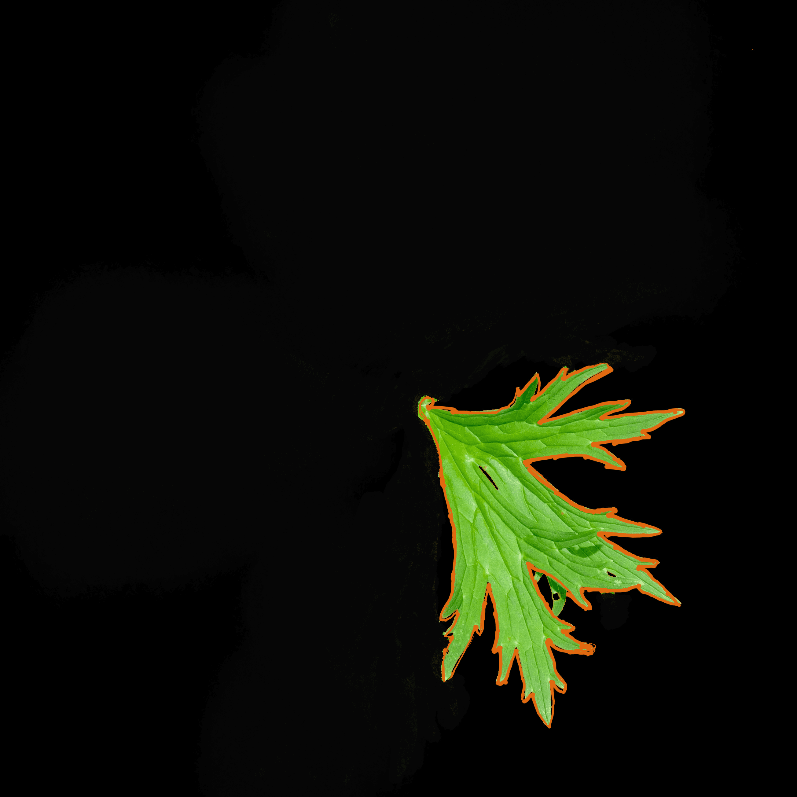 MUSICAL MORPHOLOGY- LEAF 7