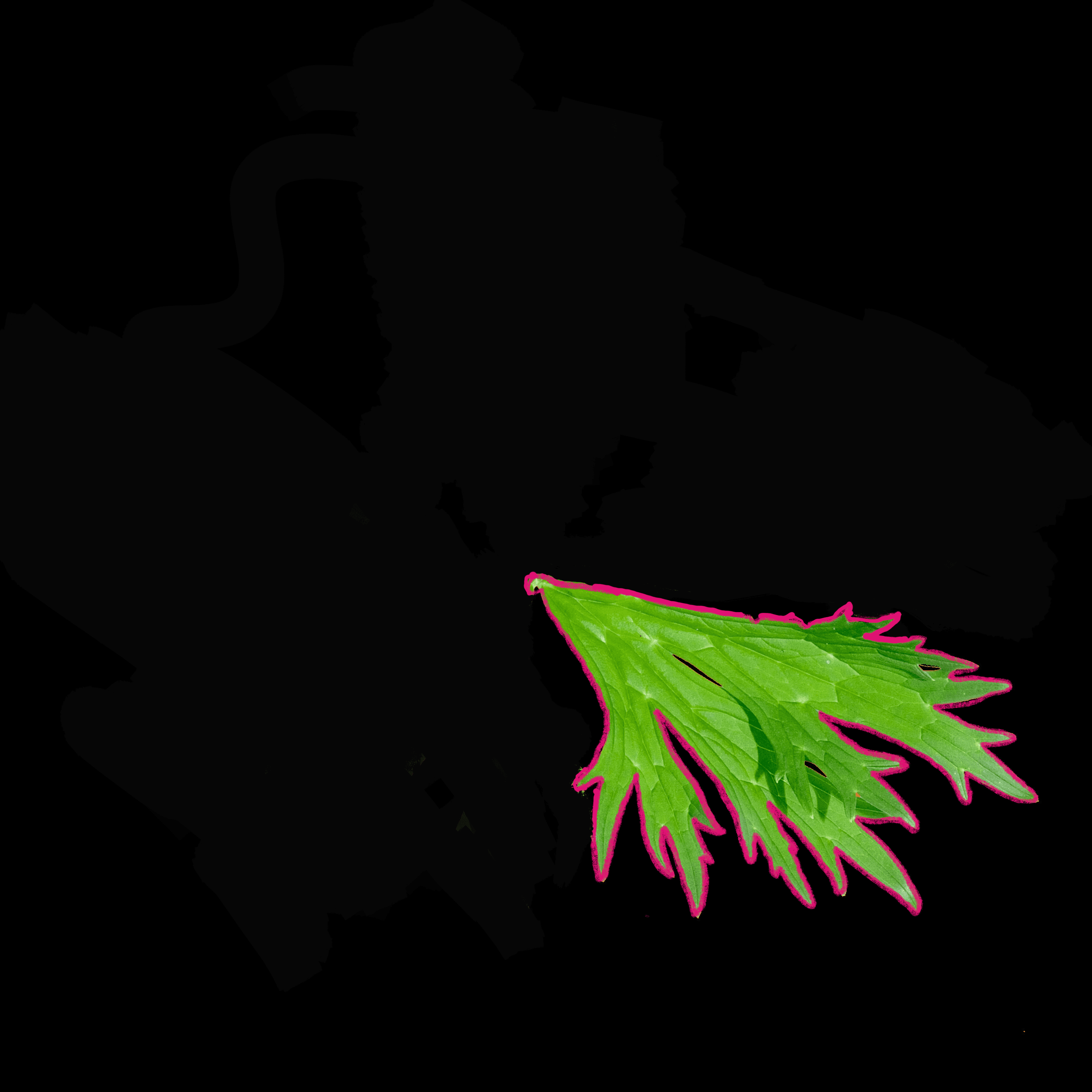 MUSICAL MORPHOLOGY- LEAF 8